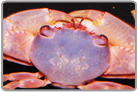 Pocillopora Symbiont Crab